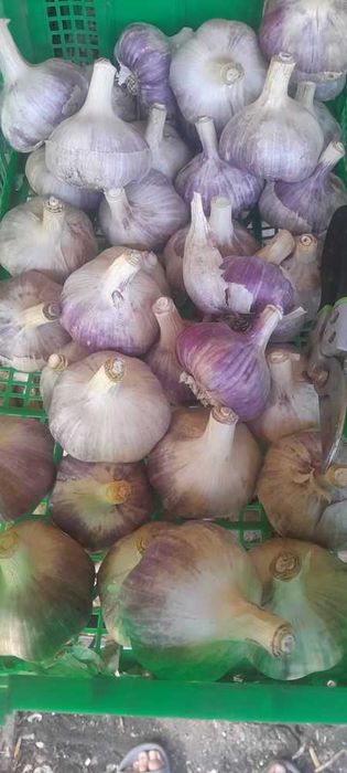 Часник  Любаша ..