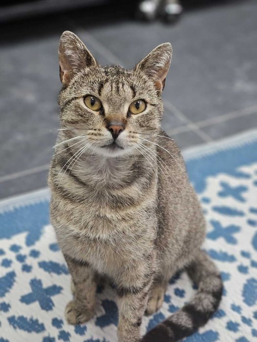 Simonek, burasek o wielkim sercu szuka kochającego domu