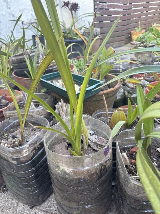 Bolbo orquidea amarela