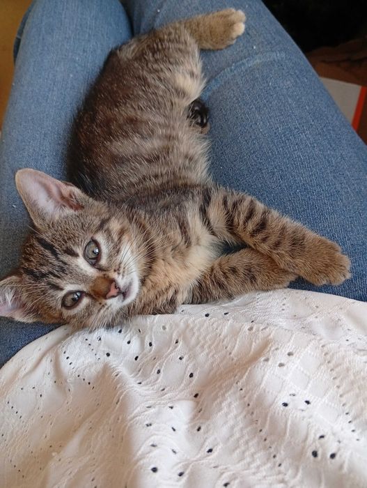 Неймовірні кошенята