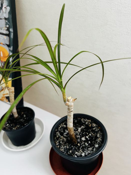 Драцена молодая.