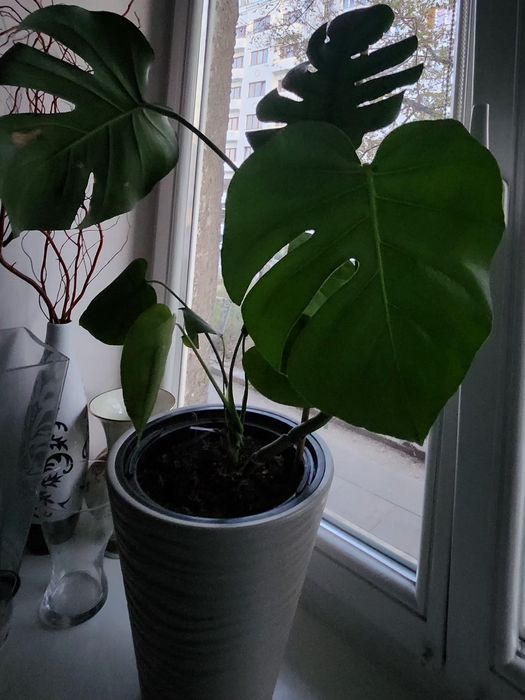 Roślina Monstera