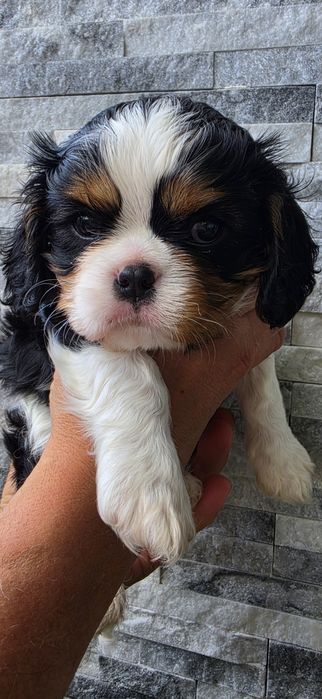 Piesek Cavalier King Charles Spaniel FCI
