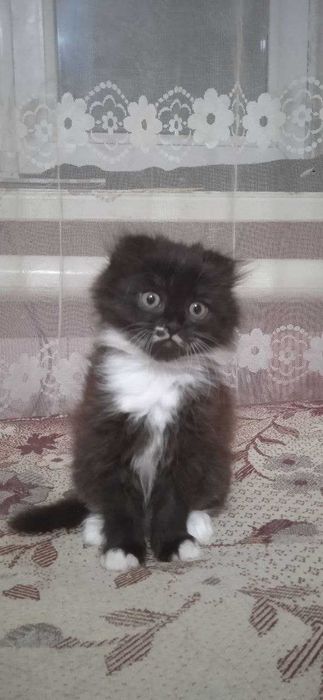 Продається кошеня вiсловуха шотланська. 2 мiсяця