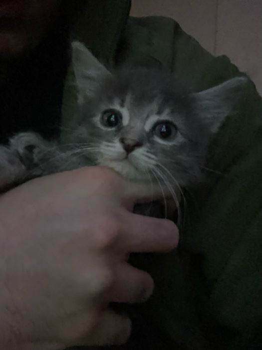 Кошенята шукають дім