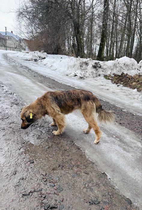 Собака 1 рік, охороняє, тримається територіі