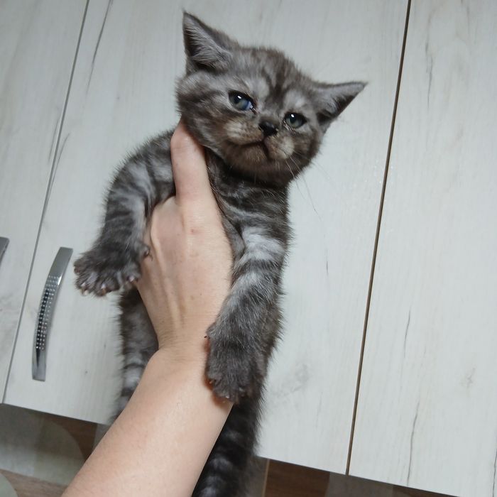 Котик Шотландський