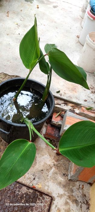 Plantas aquário e lago Thalia Dealbata e alfaces de água