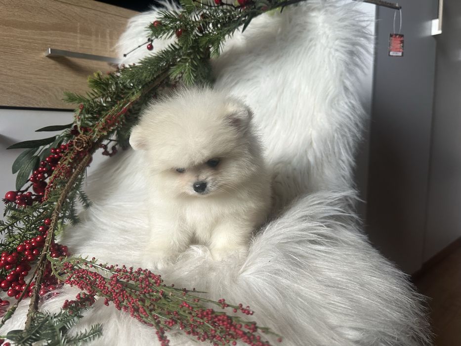 Померанский шпиц медвежонок