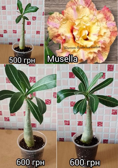 Адениум белый махровый Snow White