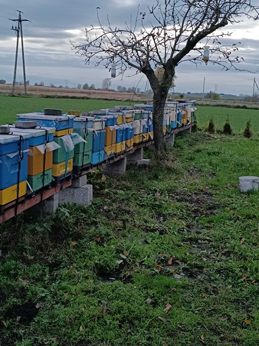 Rodziny pszczele, ramka wielkopolska