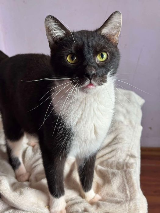 Batman i Shakira - idealny dwupak-ktoś pokocha?