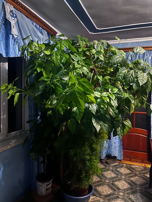 Дерево китайська роза