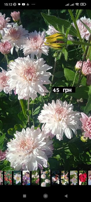 Ранні морозостійкі хризантеми