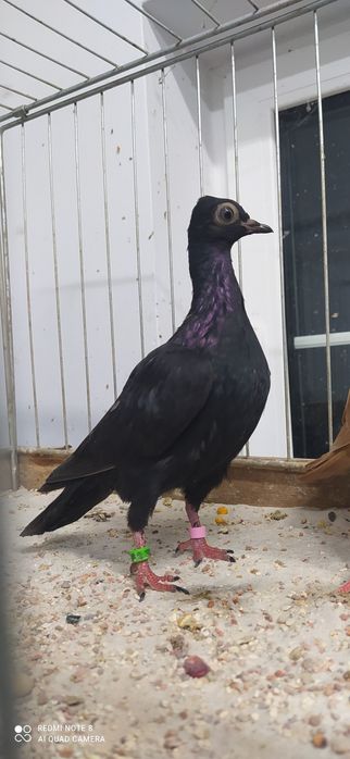 Wiedeńskie Wiedeński Samica