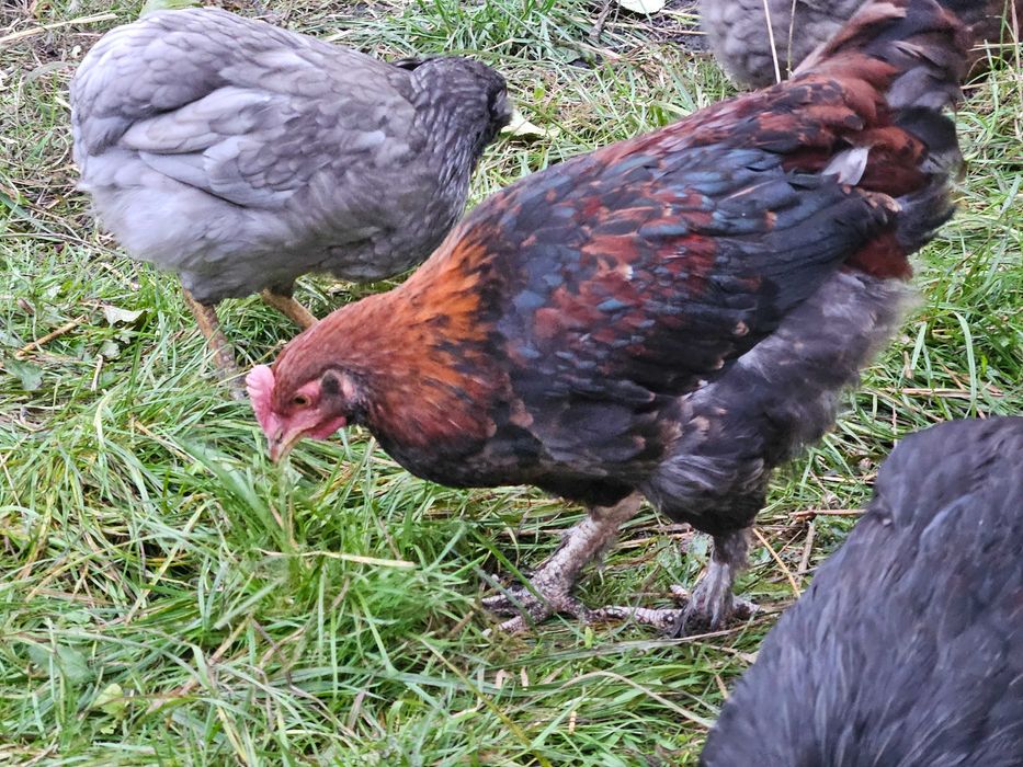 Koguty marans tego roczne