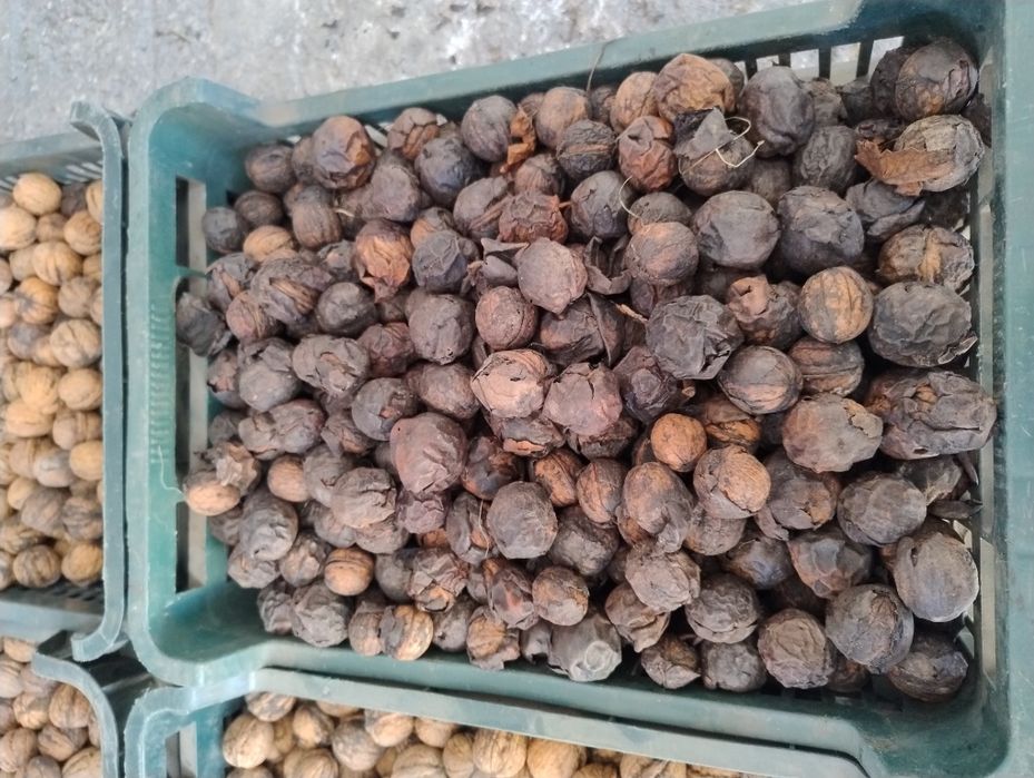 Orzechy włoskie  sezon 2025