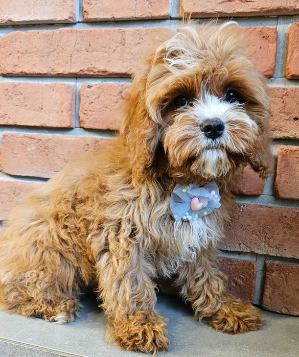 Chłopczyk  cavapoo do odbioru
