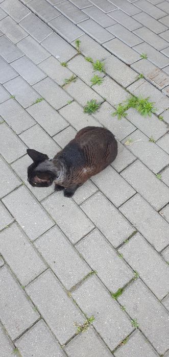 Kotek gocławek , moze ktos szuka