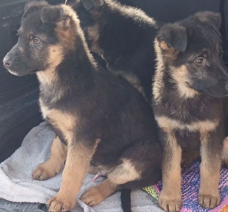 Німецька Вівчарка цуценя