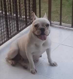 Bulldog francês fêmea