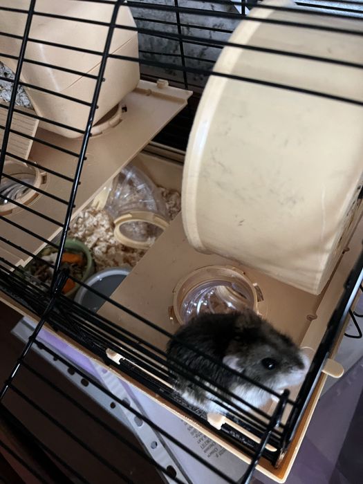 Віддам у добрі руки джунгарську хомʼячиху