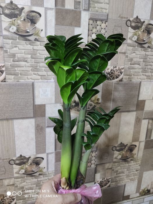 Заміокулькас-ЗЕНЗІ-