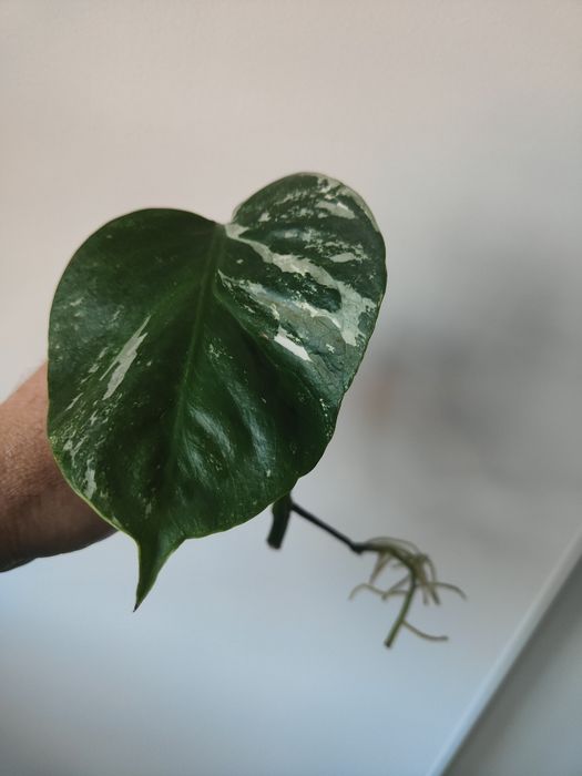 Vendo corte monstera albo variegata já com raiz e rebento..
Já te