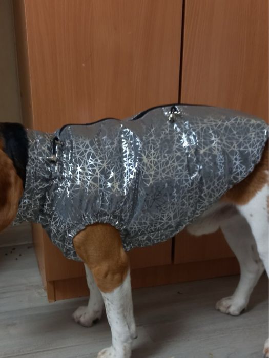 одежда для собак