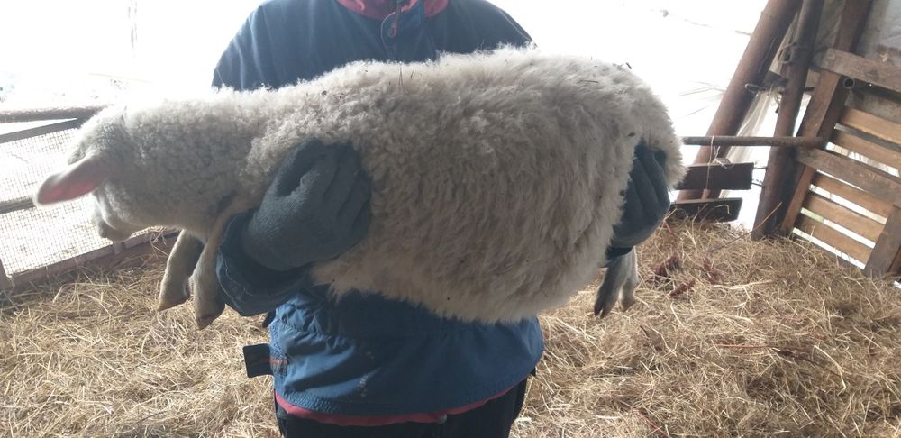 Баран вівці ярки овечка