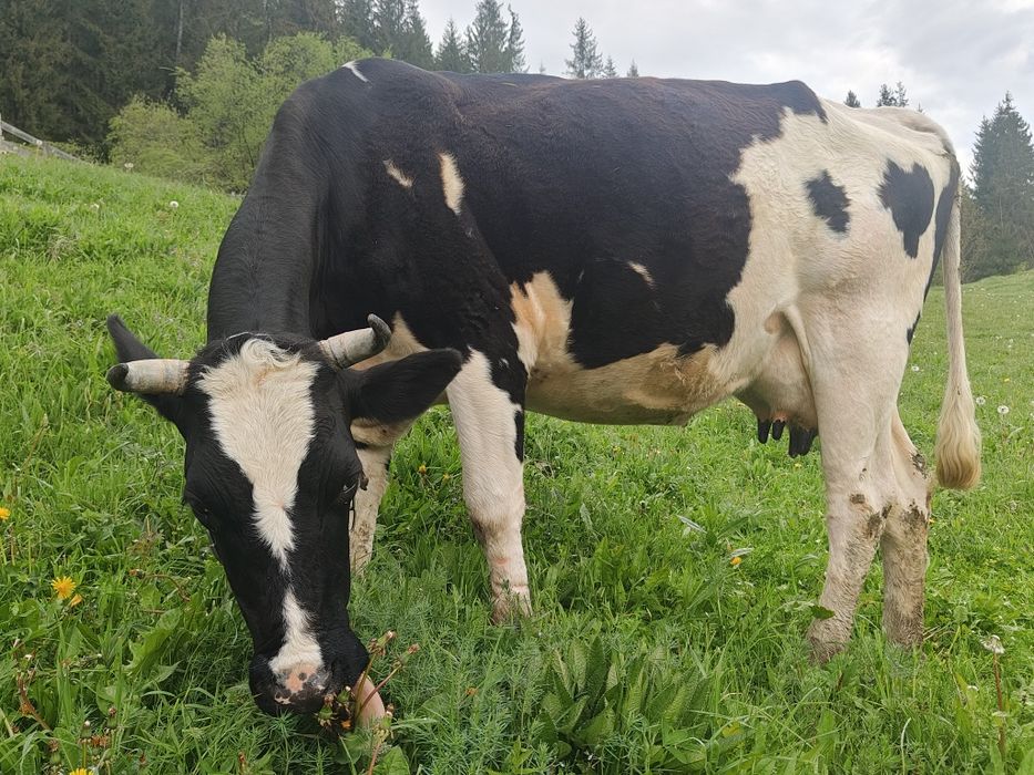 Продам породисту корову, породи ЧОРНА РЯБА недорого...