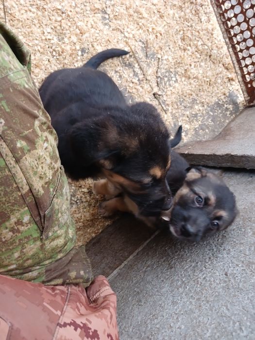 Цуценята німецьких вівчарок