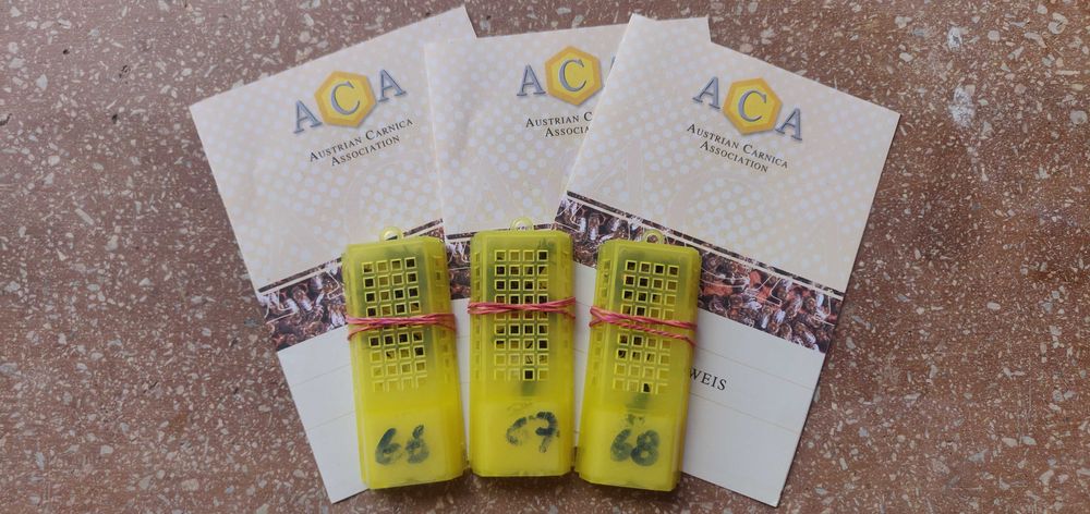 Бджоломатка Карніка Лампрехт ( Lamprecht) австрійський матеріал )