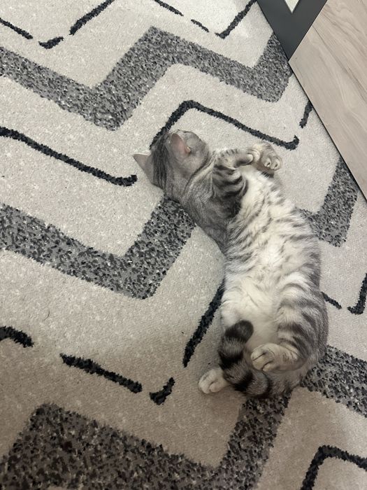 Котик потребує родини