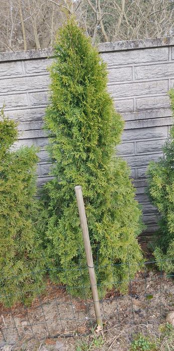 Tuje Szmaragd  165cm!