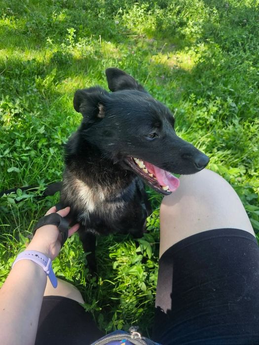 Lśniący jak kamień szybki jak błyskawica -Onyx do adopcji