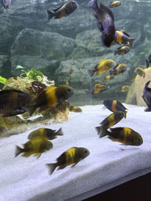 Tropheus Black Bemba