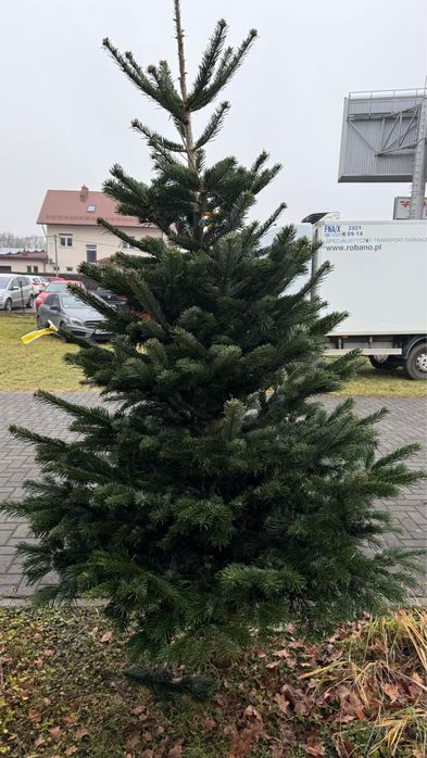 Choinki PREMIUM Gęste rondo w Debe -hurt/Detal 80 zł