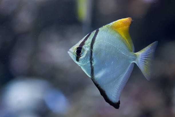 GB Monodactylus - dowóz ryb!