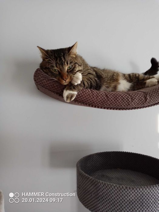 Zaginął 2 letni kocurek Inex