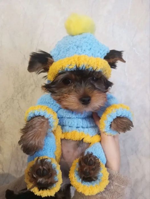 В'язка йоркширського тер'єру