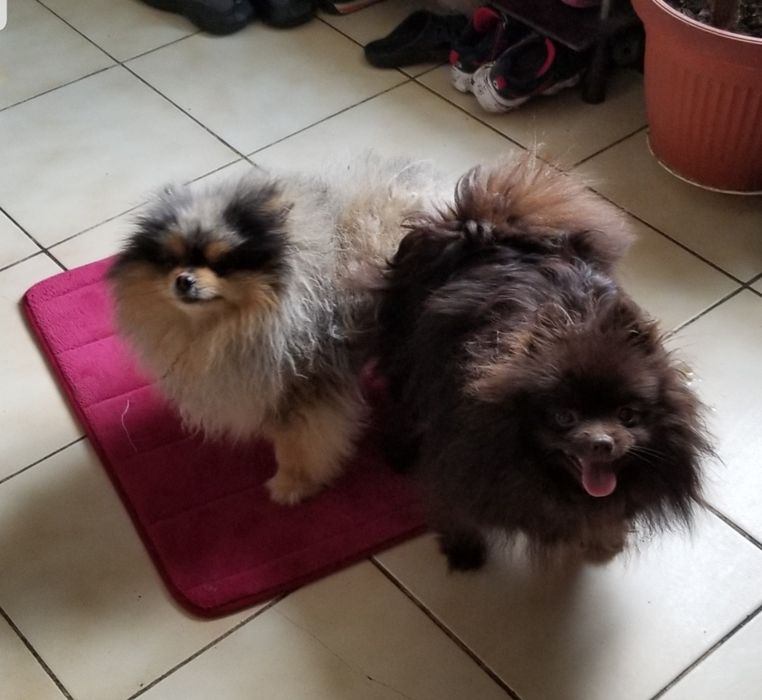 Вязка кобель померанский шпиц голубое мэрле