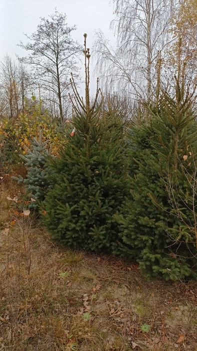Choinki choinka świerk srebrny kłujący pospolity