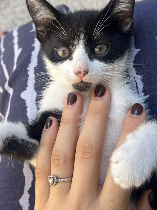 Gatinhos para adoçao