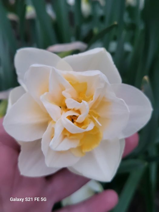 Нарцис, нарциси кущем