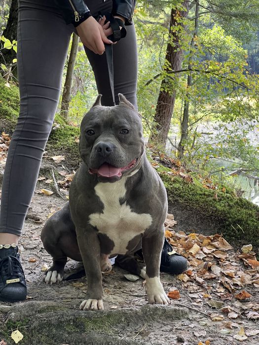 Amstaff nie pitbull , cane corso , american bully