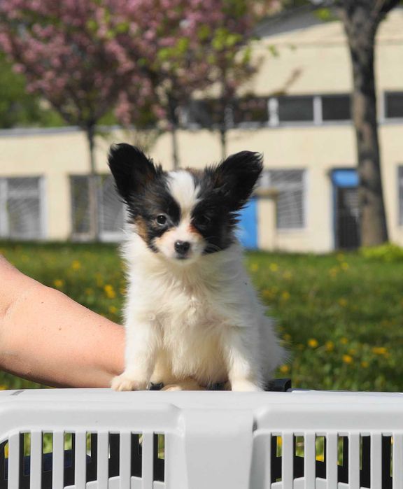 Папийон папильон бабочки