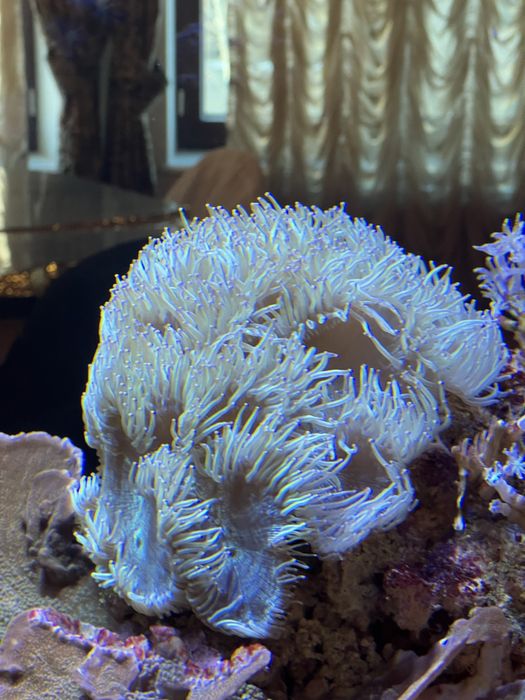 Терміново продам морські корали