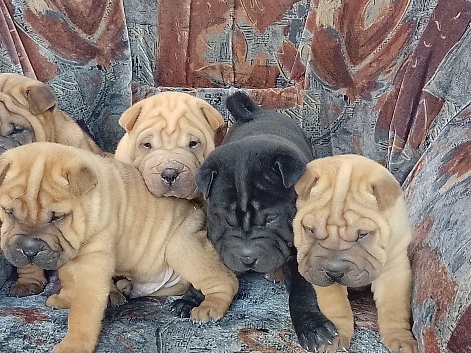 Piękne szczenięta Shar Pei