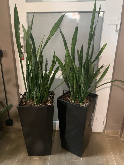 Продам рослини в ресторан, офіс чи готель